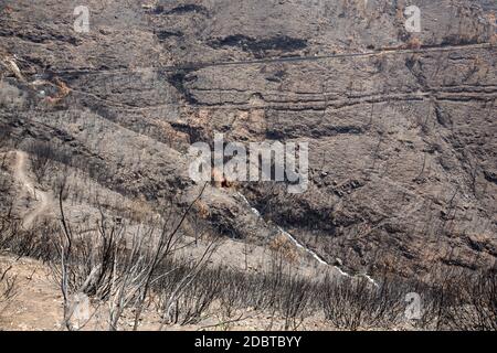 Welterbe Wälder von Madeira schrecklich durch Brände im Jahr 2016 zerstört. Einige Bäume haben einen enormen LebensWillen und haben diese Katastrophe überlebt. Stockfoto