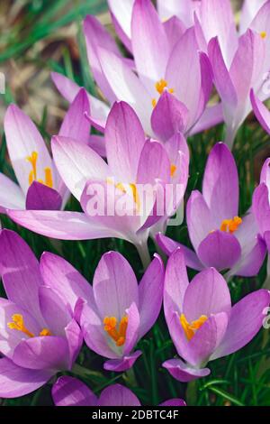 Woodland-Krokus (Crocus Tomassinianus). Frühe Krokusse, Tommasinis Krokus und Tommies auch genannt Stockfoto