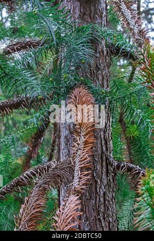 Weißnadeltanne (Cunninghamia lanceolata Glauca). Auch Blue china FIR genannt Stockfoto