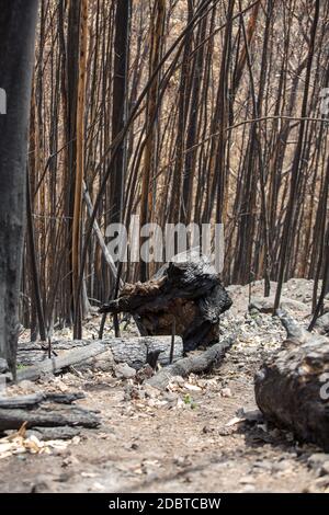 Welterbe Wälder von Madeira schrecklich durch Brände im Jahr 2016 zerstört. Einige Bäume haben einen enormen LebensWillen und haben diese Katastrophe überlebt. Stockfoto