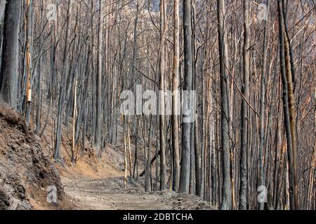 Welterbe Wälder von Madeira schrecklich durch Brände im Jahr 2016 zerstört. Einige Bäume haben einen enormen LebensWillen und haben diese Katastrophe überlebt. Stockfoto