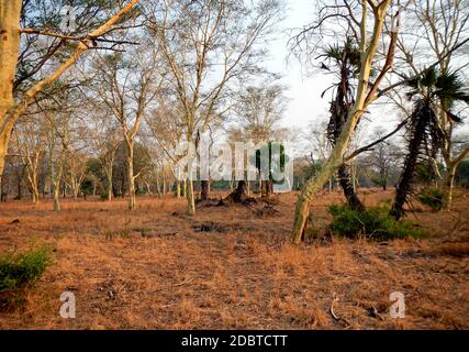 Wald von Fieberbäumen im Gorongosa-Nationalpark in Mosambik Stockfoto