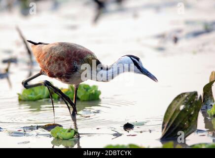 Heidelbeer-Blatt-Huhn im Gorongosa-Nationalpark in Mosambik Stockfoto