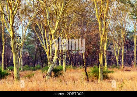 Wald von Fieberbäumen im Gorongosa-Nationalpark in Mosambik Stockfoto
