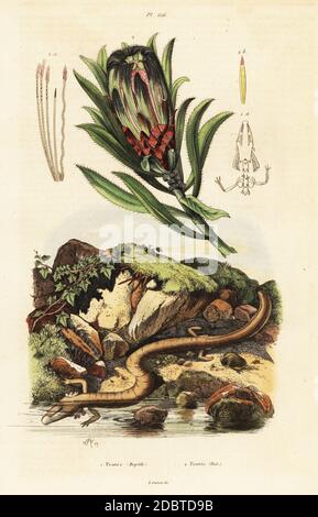 Braunbart-sugarbush, Protea speciosa und Olm oder Proteus, Proteus anguinus. Handkolorierter Stahlstich nach einer Illustration von Adolph Fries aus Felix-Edouard Guerin-Menevilles Dictionnaire Pittoresque d'Histoire Naturelle (Picturesque Dictionary of Natural History), Paris, 1834-39. Stockfoto