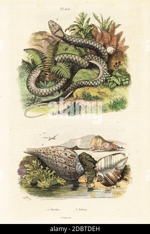 Papierfeigenschale, Ficus ficus (Pyrula ficus) und Amethystin-Python, Simalia amethistina (Python amethystinus). Handkolorierter Stahlstich von du Casse nach einer Illustration von Adolph Fries aus Felix-Edouard Guerin-Menevilles Dictionnaire Pittoresque d'Histoire Naturelle (Picturesque Dictionary of Natural History), Paris, 1834-39. Stockfoto