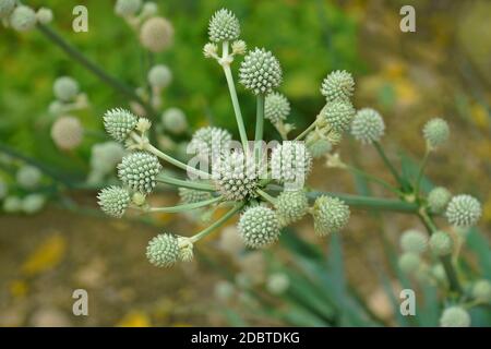 Klapperschlange Master (Eryngium yuccifolium). Aufgerufene Schaltfläche Schaltfläche eryngo und Schlange - root auch. Stockfoto