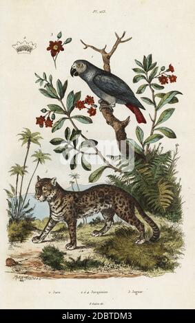 Graupapagei, gefährdet, Psittacus erithacus (Psittacus guinensis cinereus), Bonellia macrocarpa (Jacquinia aurantiaca), jaguar, Panthera onca (Felis onca). Jaco, Jacquinier, Jaguar. Handkolorierter Stahlstich nach einer Illustration von Adolph Fries aus Felix-Edouard Guerin-Menevilles Dictionnaire Pittoresque d'Histoire Naturelle (Picturesque Dictionary of Natural History), Paris, 1834-39. Stockfoto