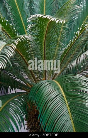 Sago Palm (Cycas Revoluta). King Sago, Sago cycad und Japanische sago Palm auch Stockfoto