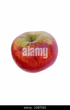 Cortland Apfel (Malus domestica Cortland). Hybrid zwischen Ben Davis und McIntosh Äpfel. Bild von einem einzelnen Apfel isoliert auf weißem Hintergrund Stockfoto