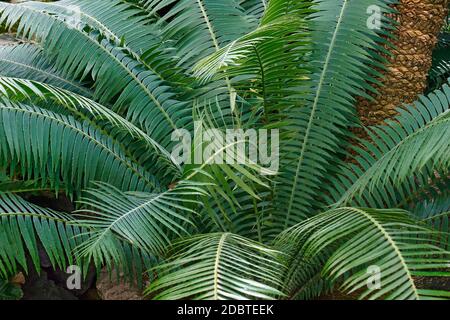 Dioon spinulosum dioon (Riese). Genannt Gummi Palm auch Stockfoto