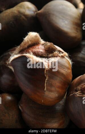 Nahaufnahme von gerösteten Kastanien mit dem typischen Schnitt zum Kochen Stockfoto