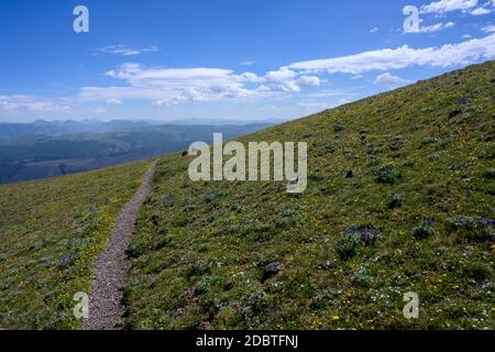 Der Weg führt durch die Sommerwiese mit verstreuten Wildblumen im Yellowstone Nationalpark Stockfoto