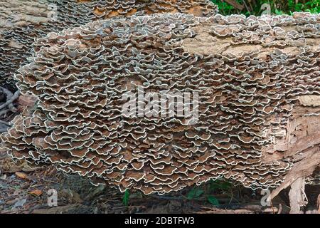 Türkei Schwanz (Trametes versicolor). Eine andere wissenschaftliche Namen sind und Polyporus Coriolus versicolor versicolor. Stockfoto