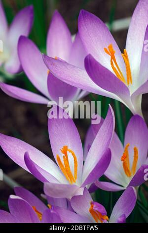 Woodland-Krokus (Crocus Tomassinianus). Frühe Krokusse, Tommasinis Krokus und Tommies auch genannt Stockfoto