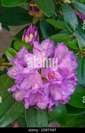 Catawba rosebay (Rhododendron catawbiense). Berg rosebay genannt, Lila Efeu, Lorbeer, Lila Lila Rhododendron, Rot Lorbeer, Rosebay, Rosebay laur Stockfoto