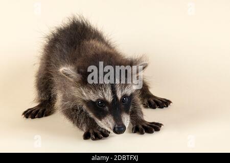 Waschbär (Procyon lotor), frontal geduckt, Jungtier, Captive, 8 Wochen, Studioaufnahme Stockfoto