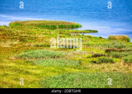 Küstennaturreservat mit grünem Schilf. Vogelparadies Stockfoto