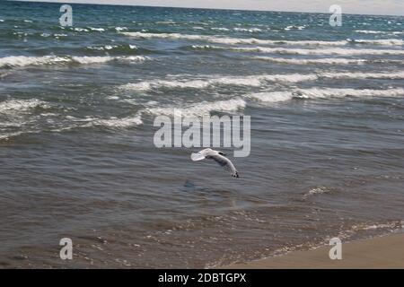 möwe im Flug über dem Wasser Stockfoto