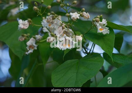 Nördlicher Catalpa (Catalpa speciosa). Auch Hardy catalpa, Western catalpa, Zigarrenbaum, Bois chavanon und Catawba-Baum genannt Stockfoto