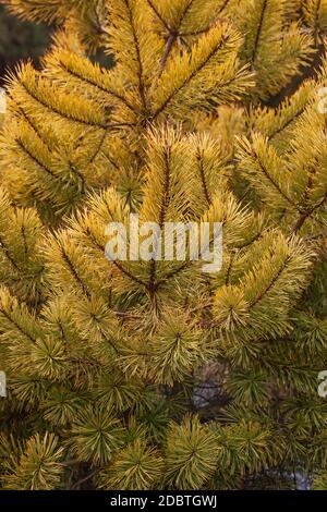 Goldmünze goldene Schottenkiefer (Pinus sylvestris Goldmünze) Stockfoto