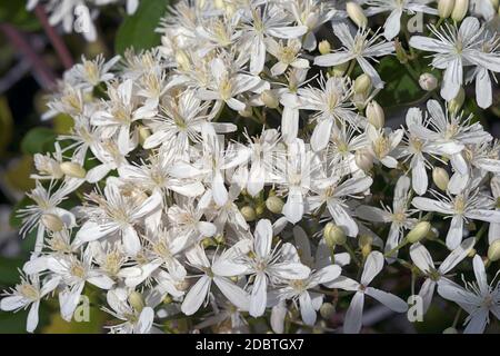 Leatherleaf clematis (Clematis terniflora). Auch Yam-leaved Clematis und Sweet Autumn Virginbower genannt Stockfoto