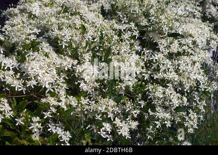 Leatherleaf clematis (Clematis terniflora). Auch Yam-leaved Clematis und Sweet Autumn Virginbower genannt Stockfoto