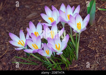 Woodland-Krokus (Crocus Tomassinianus). Frühe Krokusse, Tommasinis Krokus und Tommies auch genannt Stockfoto