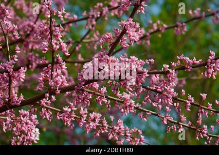 Östlichen Redbud (Cercis Canadensis). Staatliche Struktur von Oklahoma Stockfoto