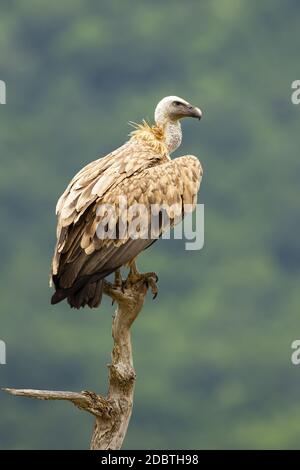 Majestätischer Gänsegeier, gyps fulvus, sitzend auf Baumkronen in bulgarischen Bergen. Prachtvoller Schnitzelvogel mit krummen Schnabel, der auf trockenem Ast beobachtet Stockfoto