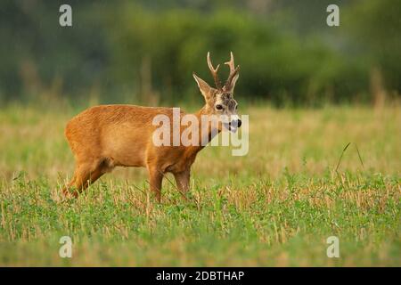Majestätische Rehe, capreolus capreolus, stehend auf einem Stoppeln Feld bei Regen in der Sommernatur. Roebuck schaut auf Feld in Nieselregen. Wilder Tierwit Stockfoto