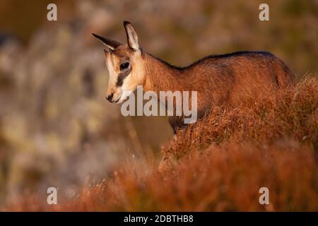 Kleine tatra-Gämse, rupicapra rupicapra tatrica, steht im Sommer auf Bergen bei Sonnenuntergang. Jungtier mit kleinen Hörnern, die zum val hinunterschauen Stockfoto