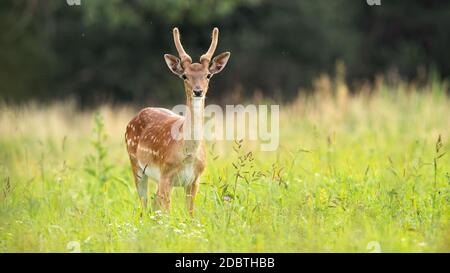 Unreifer Damhirsch, dama dama, steht im Sommer auf der Wiese. Wildes Tier mit neuen Geweihen, die mit Samt bedeckt sind und auf dem Feld zur Kamera schauen. Stockfoto