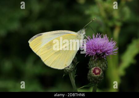 Small White, Pieris rapae, unserseitig, auf einem Distel saugenden Nektar Stockfoto