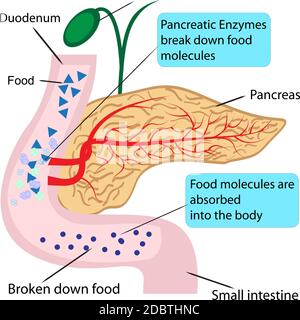 Pankreatische Rolle und functionin Verdauung im menschlichen Körper Vector Illustration Infografiken Stockfoto