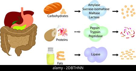 Enzyme bremsen Essen in Nährstoffe. Verdauungstrakt arbeiten Vektor illustrative Infografiken Stockfoto