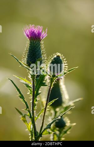 Eine Distel auf einer Wiese Stockfoto