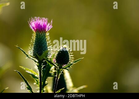 Eine Distel auf einer Wiese Stockfoto