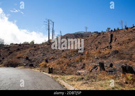 Welterbe Wälder von Madeira schrecklich durch Brände im Jahr 2016 zerstört. Einige Bäume haben einen enormen LebensWillen und haben diese Katastrophe überlebt. Stockfoto