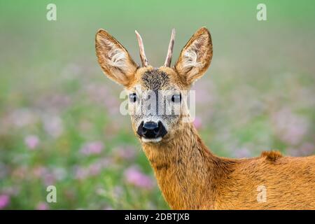 Jungtier-Reh, capreolus capreolus, stehend auf Wiese aus der Nähe. Junger Buck schaut auf die Kamera. Unreifes Tier beobachten in Klee Stockfoto