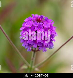 Nahaufnahme von hübschen kleinen violetten Verbena Blüten, Sorte Santos Purple Stockfoto