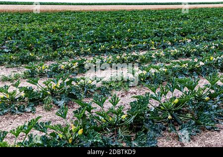 Ökologischer Landbau in Deutschland- Reihen von jungen Courgette-Pflanzen auf einem Feld. Stockfoto