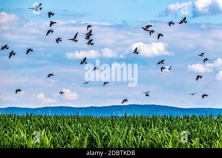 Landwirtschaftliche Landschaft - Wildtauben fliegen über das Maisfeld. Stockfoto