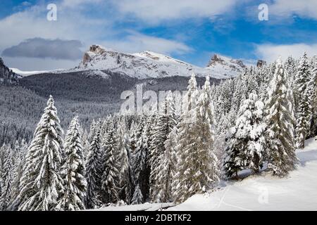 Winterpanorama von Bäumen bedeckt mit weißem Schnee in der Nähe von Cortina D'Ampezzo, Dolomiten, Italien Stockfoto