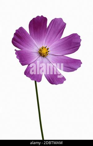 Gartenkosmos (Cosmos bipinnatus). Auch Mexican Aster genannt und Leaf Cosmos geschnitten. Bild der Blume isoliert auf weißem Hintergrund Stockfoto