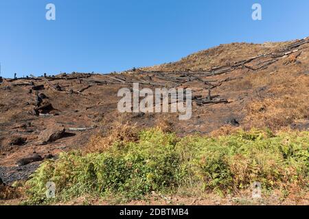 Welterbe Wälder von Madeira schrecklich durch Brände im Jahr 2016 zerstört. Einige Bäume haben einen enormen LebensWillen und haben diese Katastrophe überlebt. Stockfoto