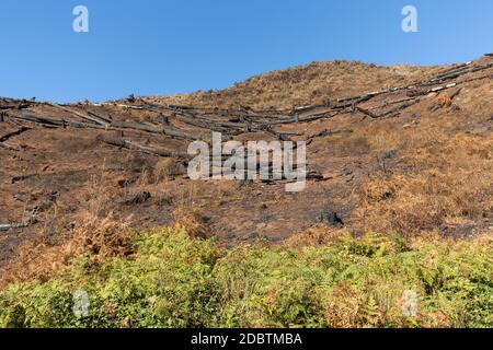 Welterbe Wälder von Madeira schrecklich durch Brände im Jahr 2016 zerstört. Einige Bäume haben einen enormen LebensWillen und haben diese Katastrophe überlebt. Stockfoto