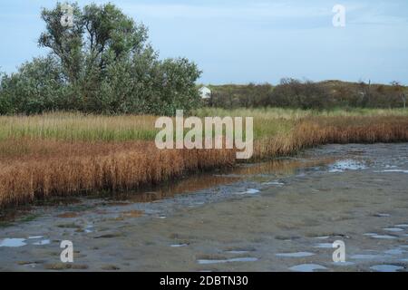 Naturschutzgebiet Graswarder, Heiligenhafen Stockfoto