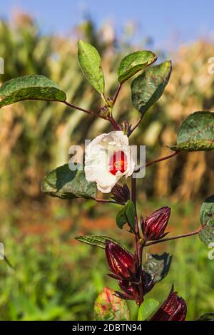 Die roselle (Hibiscus sabdariffa) Ist eine in den Tropen heimische Hibiskusart Stockfoto