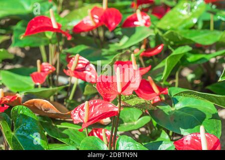 Nahaufnahme von roten Anthurien oder Flamingoblüten im Garten Stockfoto